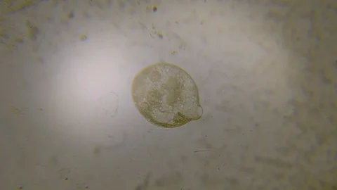 Microscope image footage of protozoa microorganisms in water Stock Footage 99598164