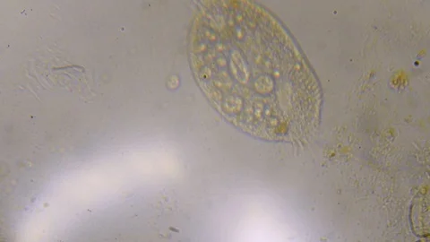 Microscope image footage of protozoa microorganisms in water Stock Footage 99598488