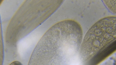 Microscope image footage of protozoa microorganisms in water Stock Footage 99865487