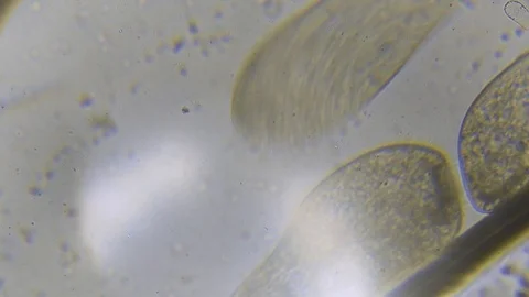 Microscope image footage of protozoa microorganisms in water Stock Footage 99865584