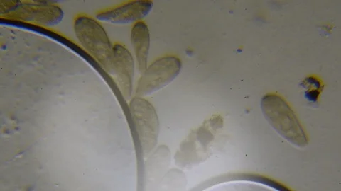 Microscope image footage of protozoa microorganisms in water Stock Footage 99865745