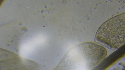 Microscope image footage of protozoa microorganisms in water Stock Footage 99865915