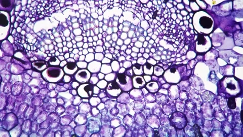 Microscope image of Leaf of Jasminum nudiflorum T.S. 400x against bright field Stock Footage 209284933