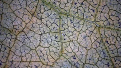 Microscope image of wisteria leaf Stock Photos