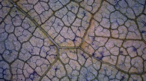 Microscope image of wisteria leaf Stock Photos