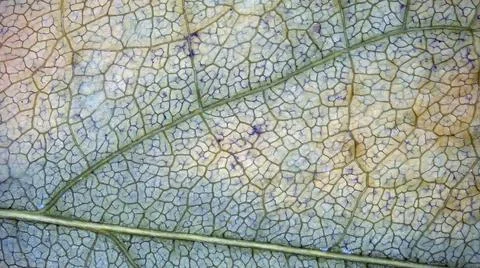 Microscope image of wisteria leaf Stock Photos
