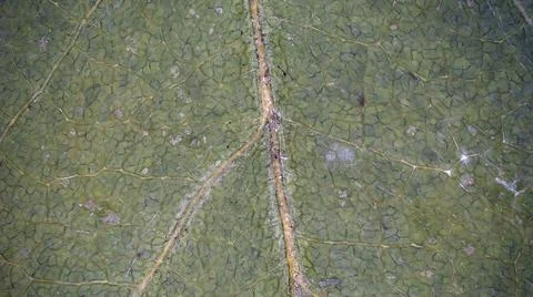 Microscope image of wisteria leaf Stock Photos