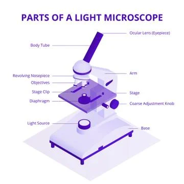 Microscope isometric illustration with light microscope parts infographic Illustrazione stock