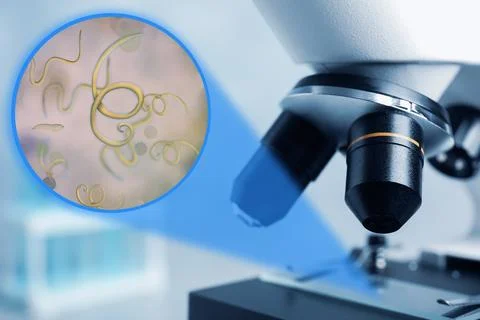 Microscope in laboratory, closeup. Zoomed view on parasitic worms Photos