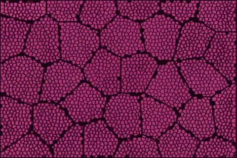 Microscope leaf8 Stock Illustration