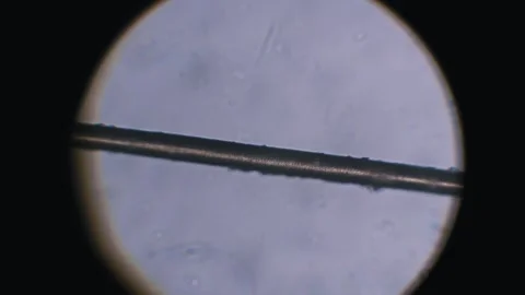 Microscope Lens Moving Over Human Hair Fiber Stock Footage 320354165