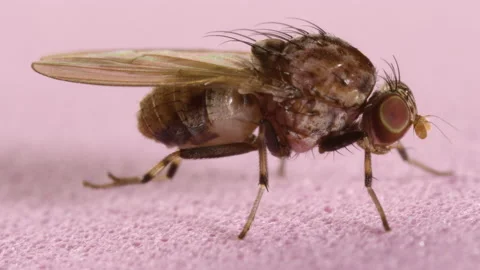 Microscope macro footage of Wild fruit fly of the genus Drosophila 動画素材 130266004