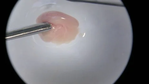Microscope mouse brain dissection with scalpels continued Stock Footage 92622918
