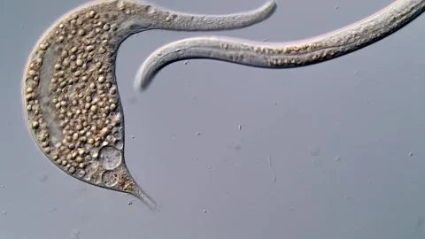 Microscope: Nematode, dileptus Ciliate 400x 库存影片 310495180