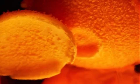 Microscope-like orange subjects Stock Photos