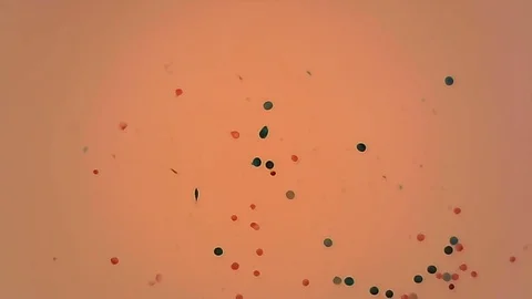 Microscope Paddy Pollen Whole Mount x800 Stock Footage 129470288