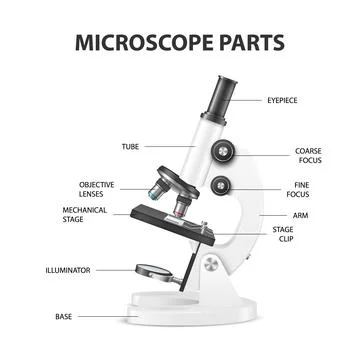 Microscope Parts, Structure Anatomy. Vector 3d Realistic White Laboratory 스톡 일러스트