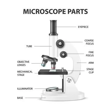 Microscope Parts. Vector 3d Realistic White Laboratory Microscope Isolated on Illustrazione stock