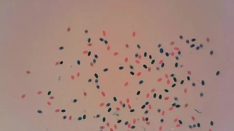 Microscope Pea Pollen Whole Mount x1200 Stock Footage 129470613