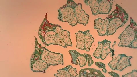 Microscope Pine Young Staminate Cone x800 Video stock 144685755