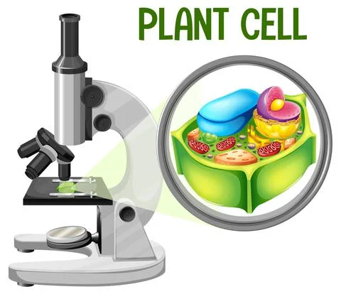 Microscope with plant cell diagram Stock Illustration