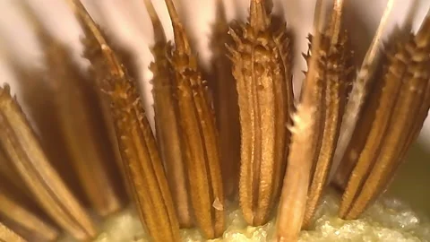 Microscope Plants Dandelion Taraxacum Pappus Ovary 1200x Video stock 142273305