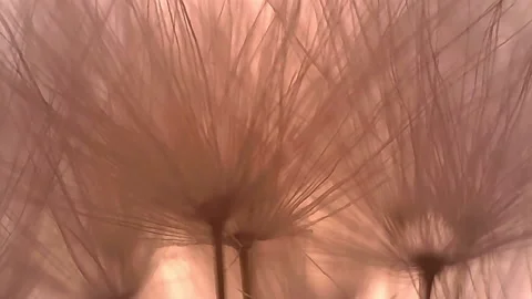 Microscope Plants Dandelion Taraxacum Seedhead Pappus 1000x 2 Video stock 139427954
