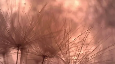 Microscope Plants Dandelion Taraxacum Seedhead Pappus 1000x 3 Video stock 141457422