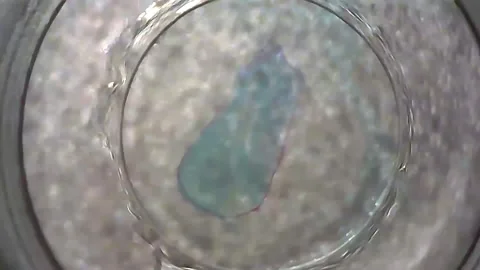 Microscope Plants Seed of Zea Mays 200x to 1200x Video stock 139428073