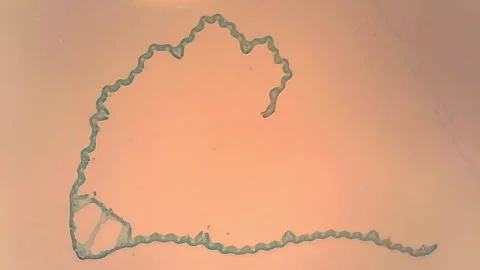 Microscope Poa Leaf Cross Section x500 Video stock 142904908