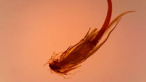 Microscope Polytrichum Whole Mount x1200 Video stock 143436869