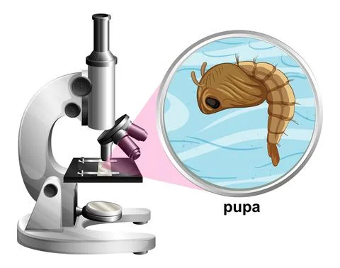 Microscope with pupa mosquito on white background Stock Illustration