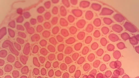 Microscope Rabbit Testis Section x800 Video stock 146234381