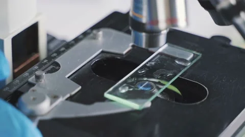 Microscope research laboratory laboratory assistant research Stock Footage 171659453