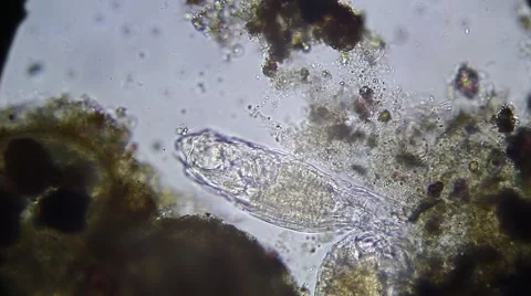 Microscope - Rotifer Mniobia Magna 動画素材 57232166