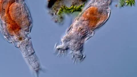Microscope: rotifer in pond water sample Vídeos de archivo 310310403