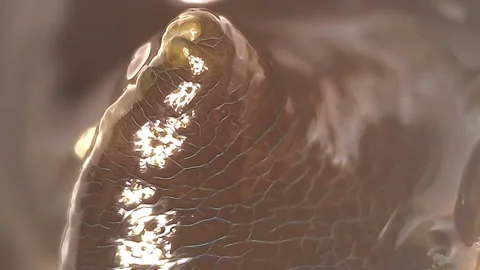 Microscope Seawater Clam 1200x 2 Video stock 145341942