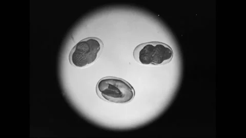 Microscope Shots Of Hookworm Parasite Eggs Stock-Footage 130722649