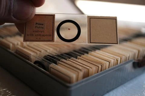 Microscope Slide of Picea Embryo with Endosperm Fotos de archivo