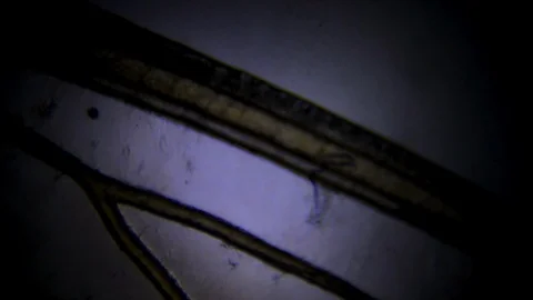 Microscope slides close up insect under microscope. Biology and cell structure o Stock Footage 120545591