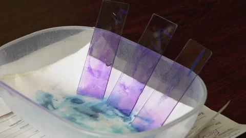 Microscope slides stained with purple and blue dyes are carefully placed in a sm Stock Footage 328599135