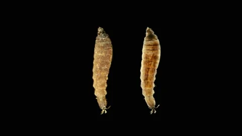 Microscope Stratiomyidae larva, order Diptera, common in streams and ponds Stock Footage 133123689
