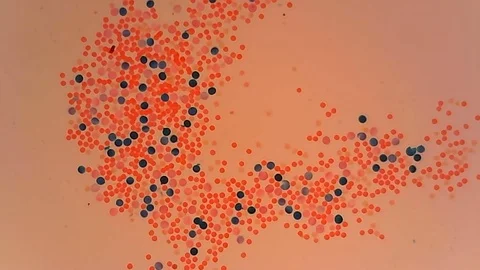 Microscope Vegetable Pollen Whole Mount x1000 Stock Footage 128333512