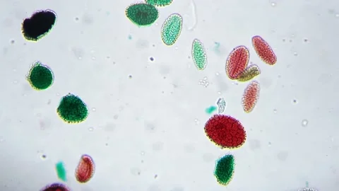 Microscope view 200x of green and red pollen germination whole mount on bright Stock Footage 208854370