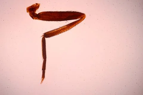 Microscope view of an amber-colored insect leg with segmented. 스톡 사진