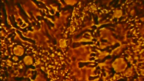 Microscope view of Chromosome synapsis scienfic vintage footage Stock Footage 284323557