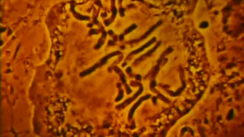 Microscope view of Chromosome synapsis scienfic vintage footage Stock Footage 284323605