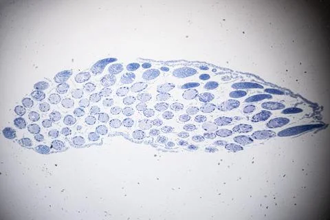 Microscope view of a cross-section of blue-stained tissue. Stock Photos