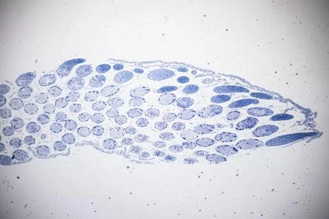 Microscope view of a cross-section of blue-stained tissue. Stock Photos
