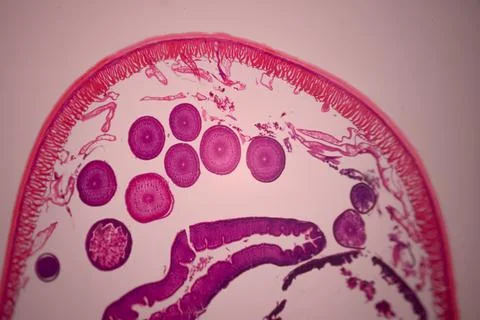 Microscope view of a cross-section of a pink-stained. Stock Photos